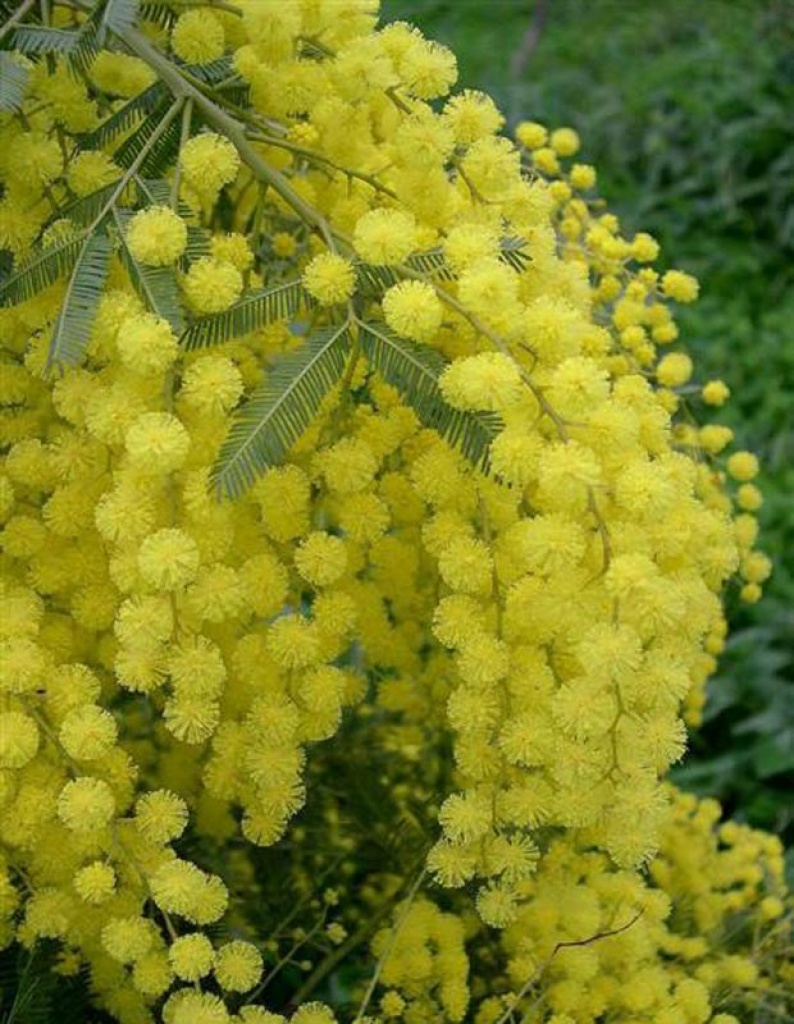 mimosa1